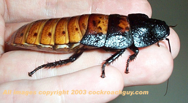 hisser female side view