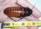 hisser female top view