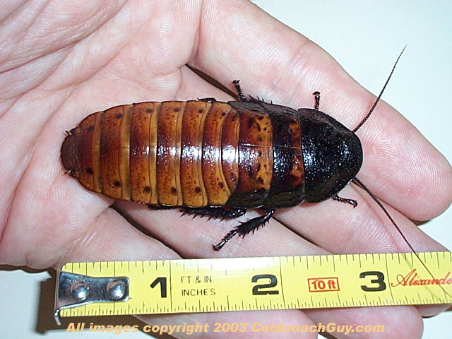 hisser female top view