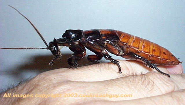hisser male side view