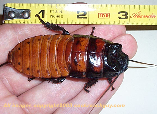 hisser male top view